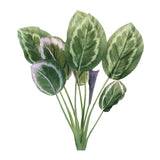 Prayer plant foliage bush (set of 6)