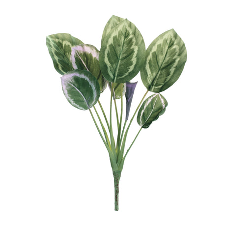 Prayer plant foliage bush (set of 6)