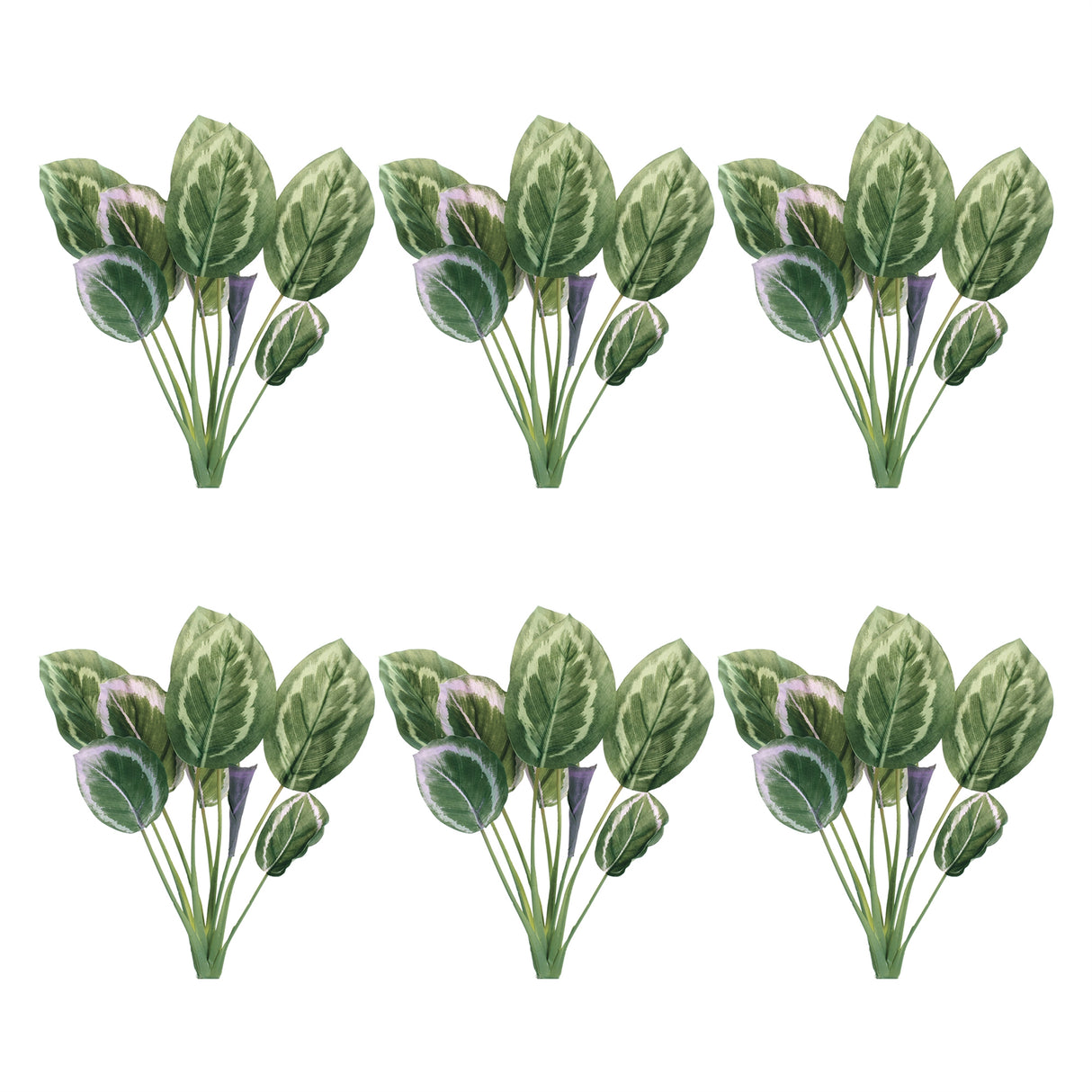 Prayer plant foliage bush (set of 6)