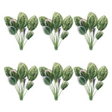 Prayer plant foliage bush (set of 6)