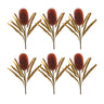 Burnt orange banksia floral stem (set of 6)