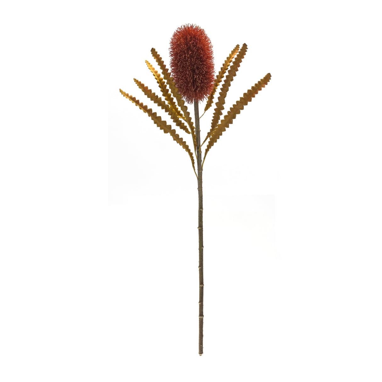 Burnt orange banksia floral stem (set of 6)