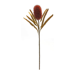 Burnt Orange Banksia Floral Stem (Set of 6)