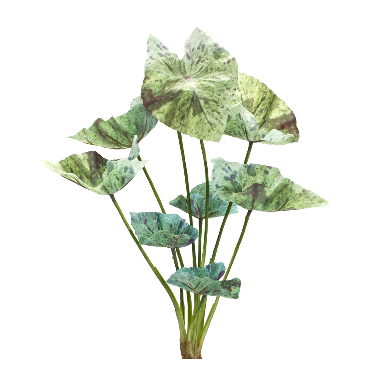 Varigated caladium foliage bush (set of 6)