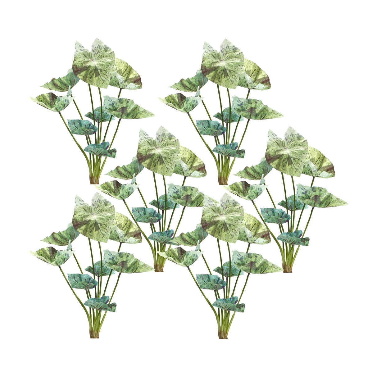 Varigated Caladium Foliage Bush (Set of 6)