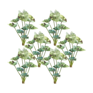 Varigated Caladium Foliage Bush (Set of 6)