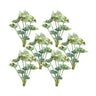 Varigated Caladium Foliage Bush (Set of 6)