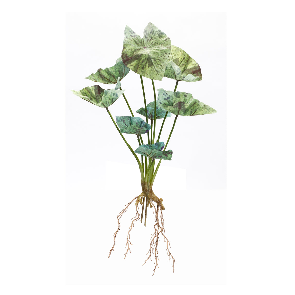 Varigated caladium foliage bush (set of 6)