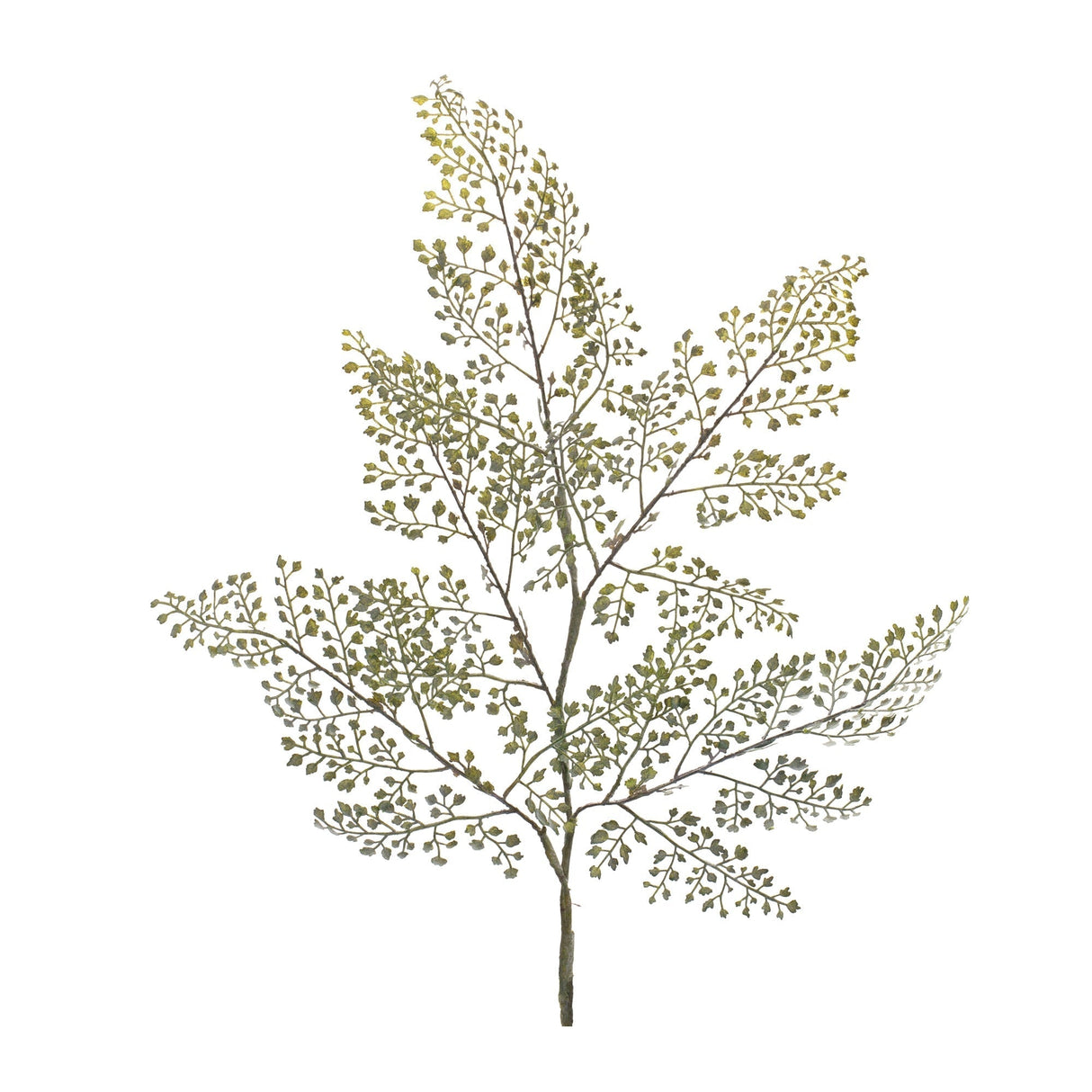 Maiden Hair Fern Foliage Spray (Set of 6)