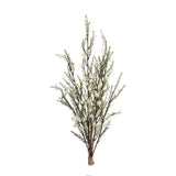 Leptospermum bundle (set of 6)