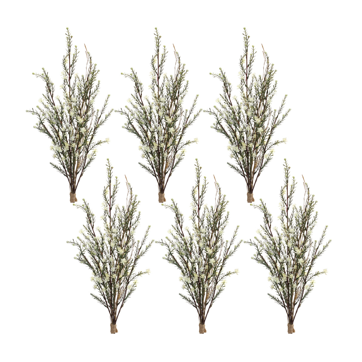 Leptospermum bundle (set of 6)