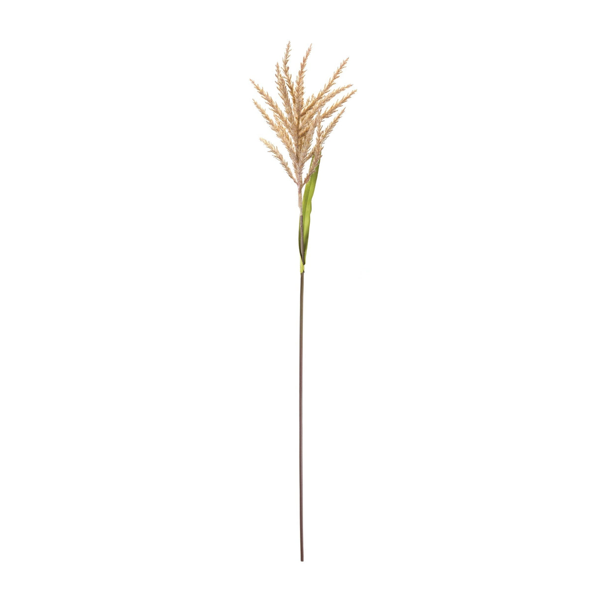 Astilbe stem (set of 12)