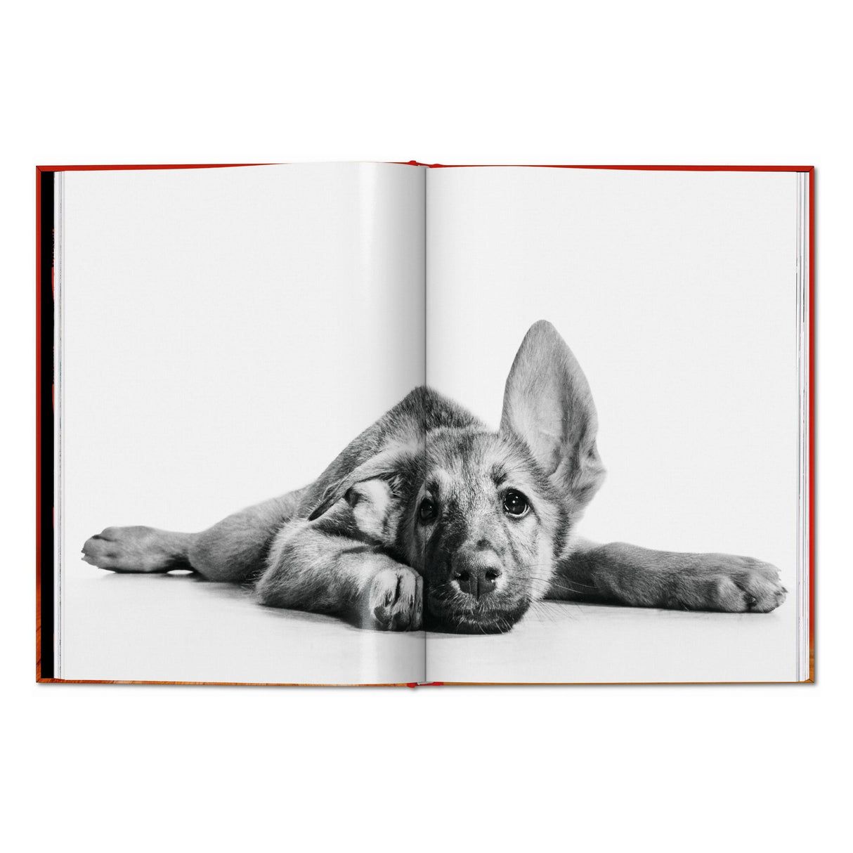 Walter Chandoha. Dogs. Photographs 1941–1991 (English)