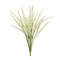 Foxtail Bundle (Set of 6)