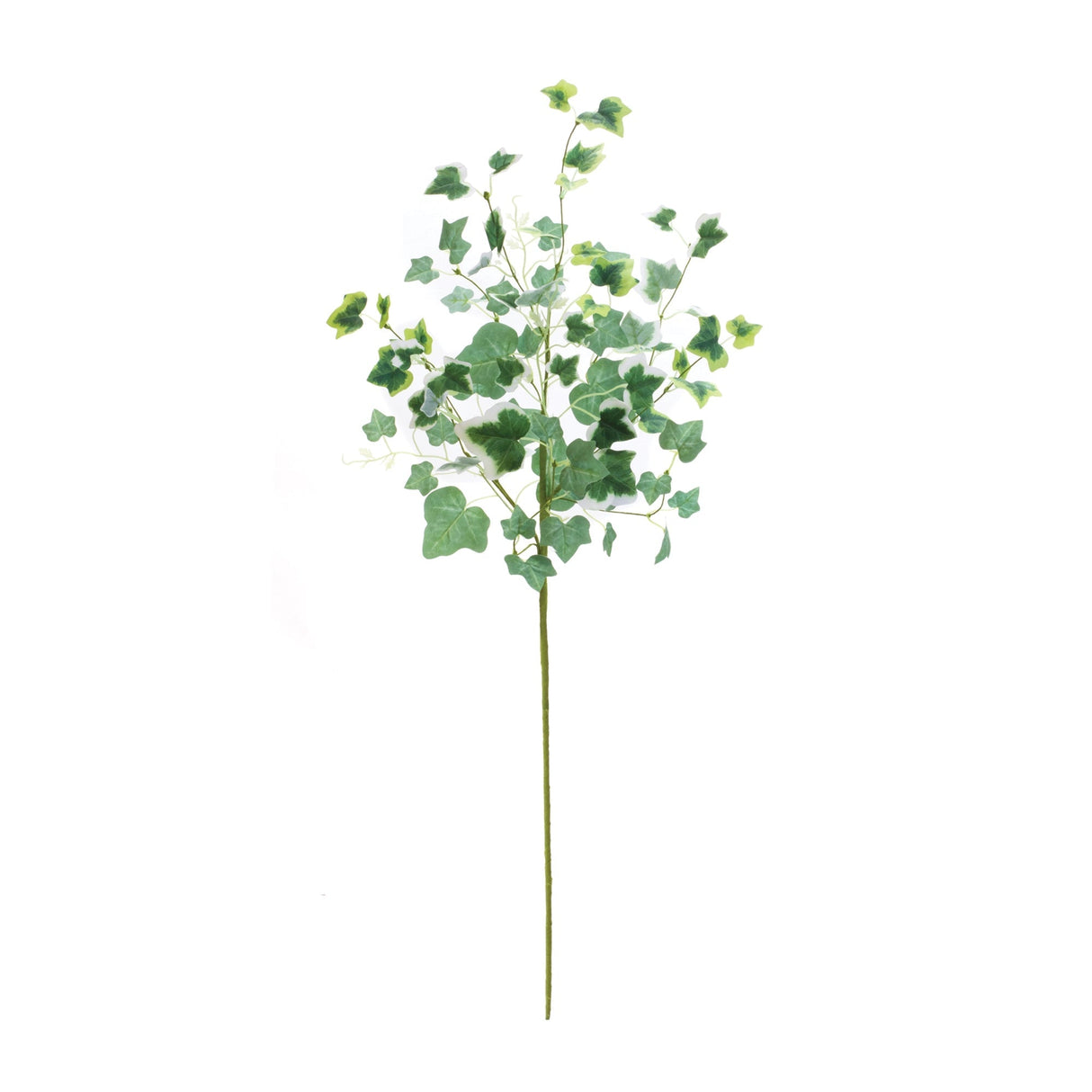 Mixed ivy foliage bush (set of 2)