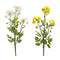 Yellow-Mum-Spray-(Set-of-12)-Artificial-Flowering-Plants