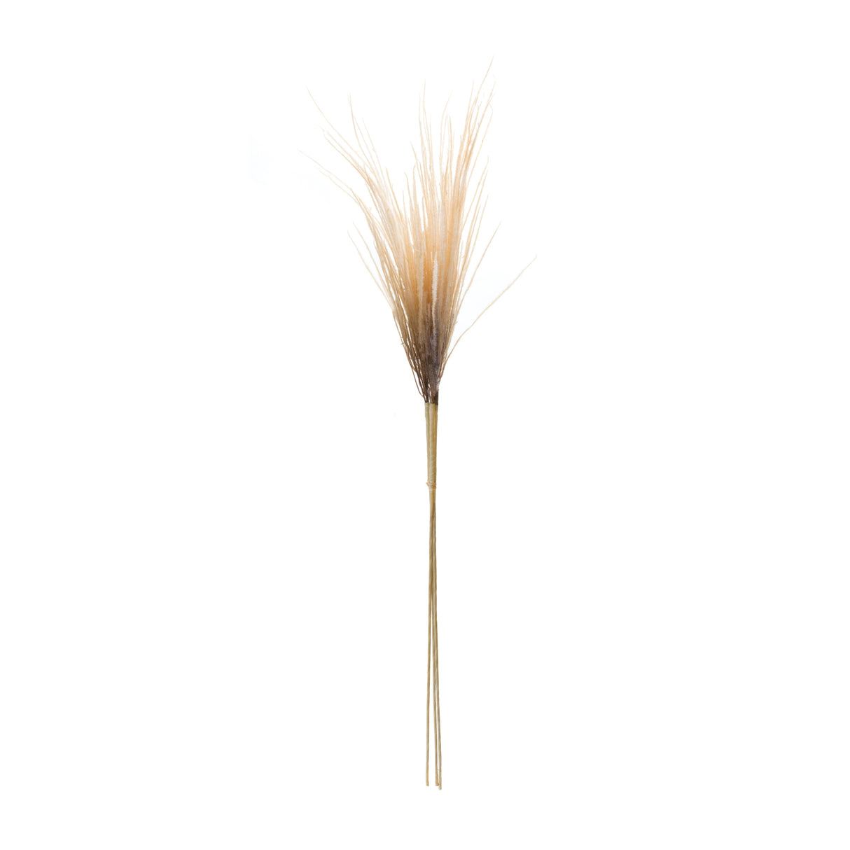 Grass plume bundle (set of 2)