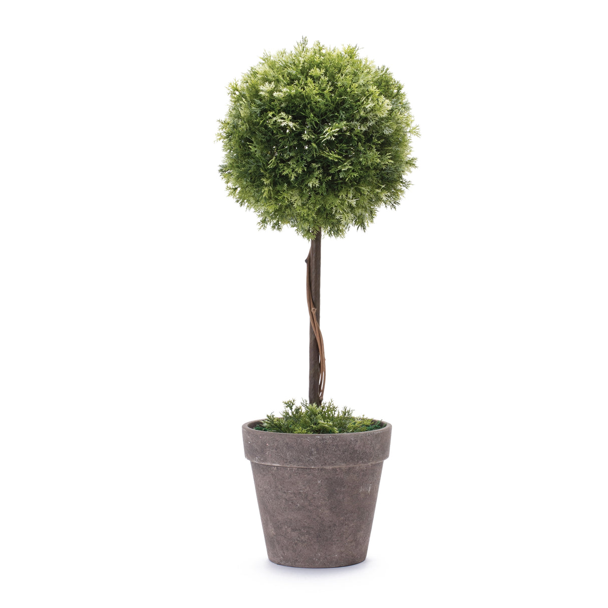 Potted topiary tree 17.5"h