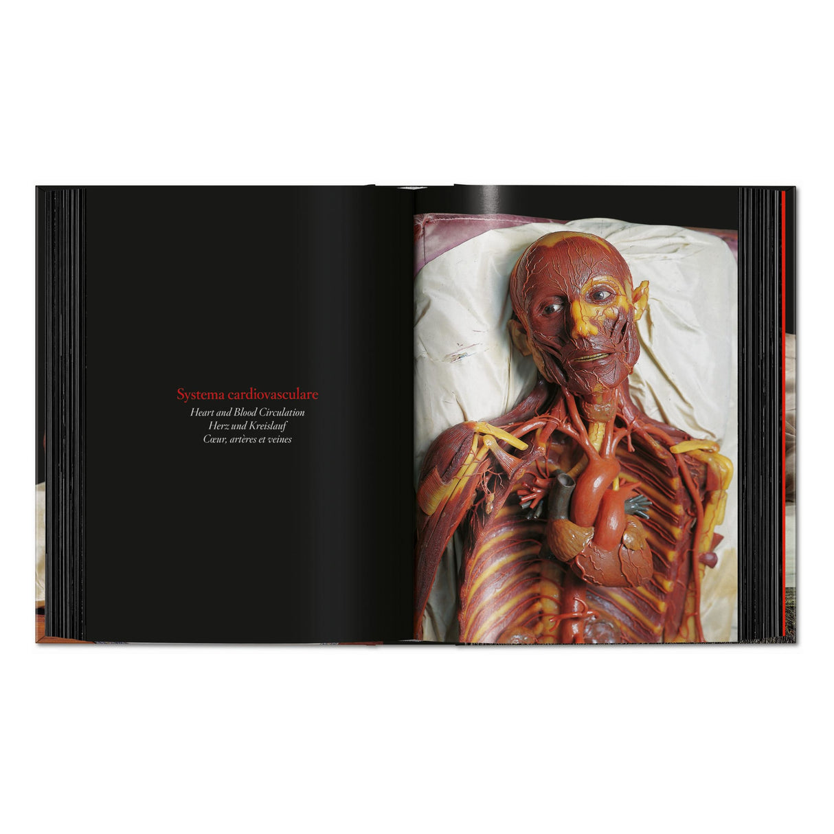 Anatomical Waxes. 45th Ed. (German, French, English)