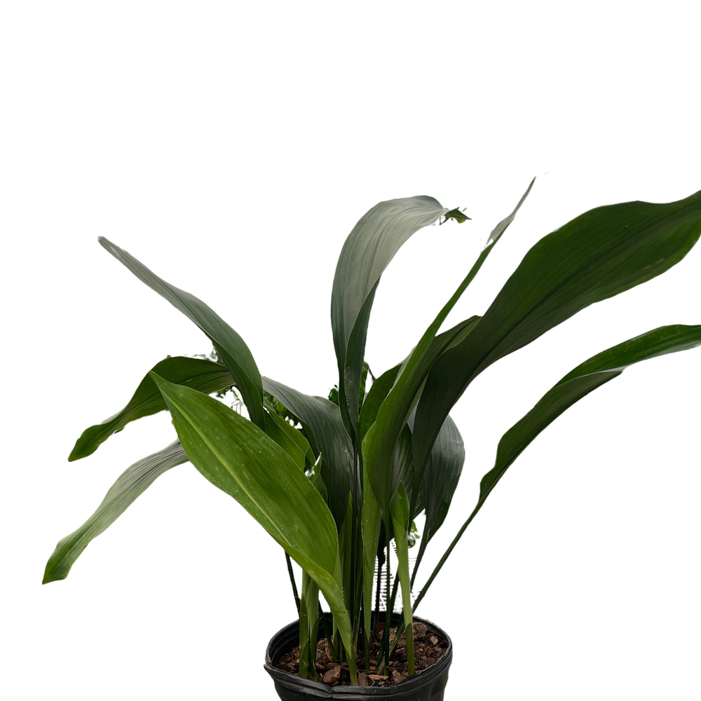 Aspidistra 'Cast Iron'