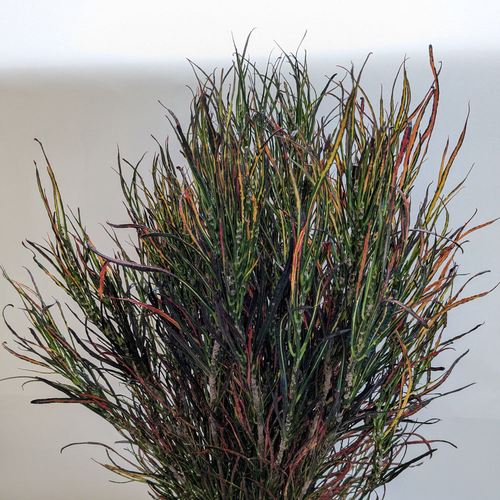 Croton 'Picasso'