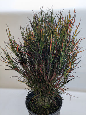 Croton 'Picasso'