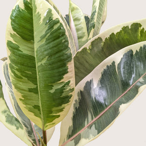 Ficus Elastica 'Tineke'