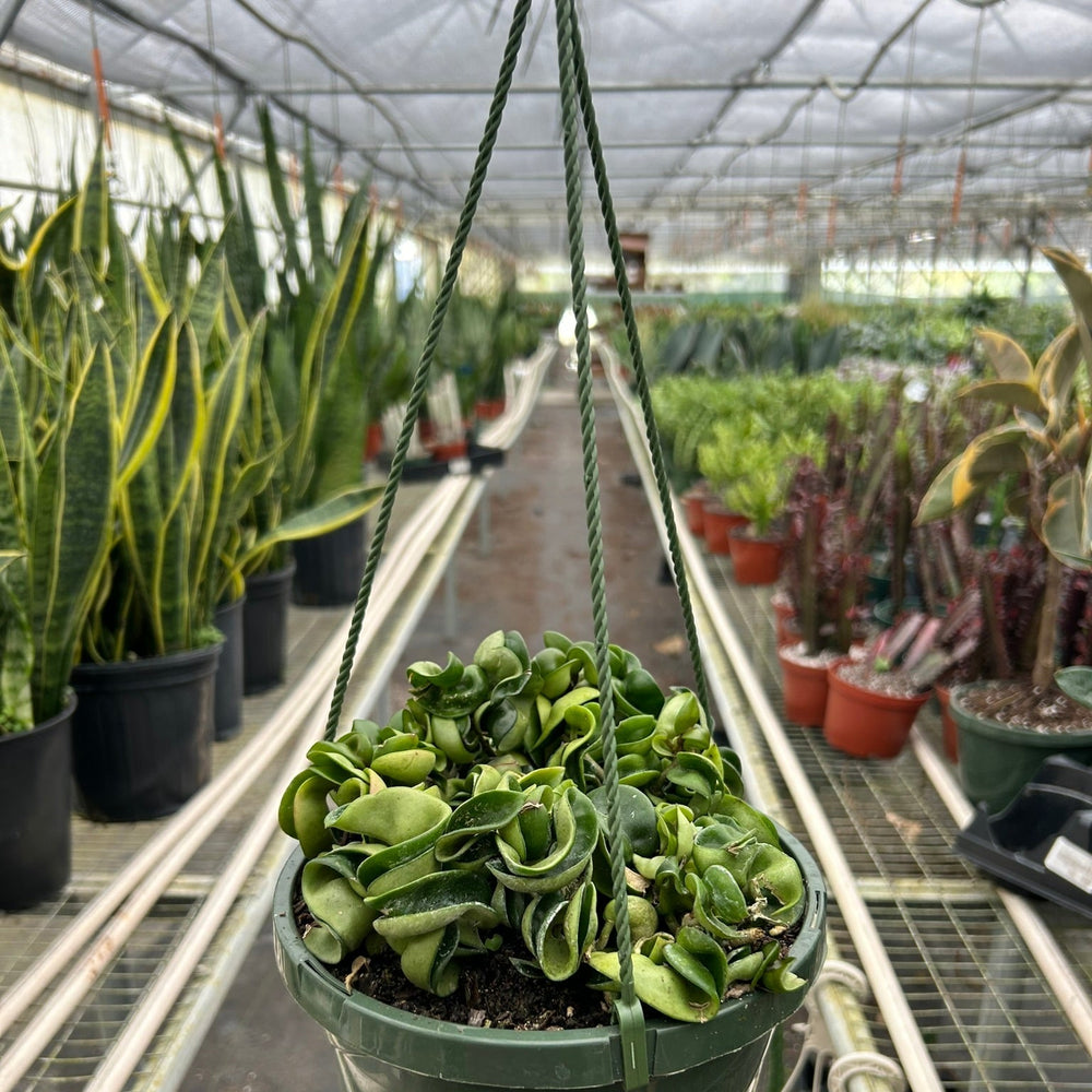 Hoya Rope Plant