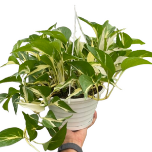 Monstera Mutant Manjula | Rare Variegated Pothos | House Plant Shop