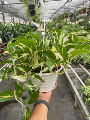 Monstera Mutant Manjula | Rare Variegated Pothos | House Plant Shop