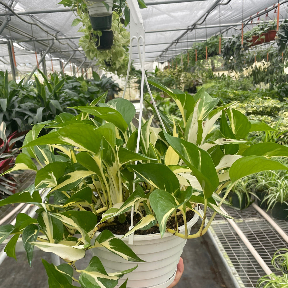 Pothos 'Mutant Manjula'