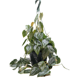 Philodendron 'Brandi'