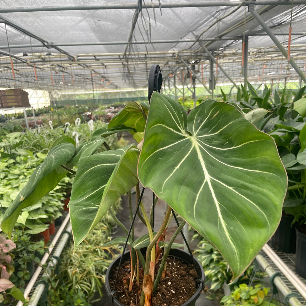 Philodendron Gloriosum