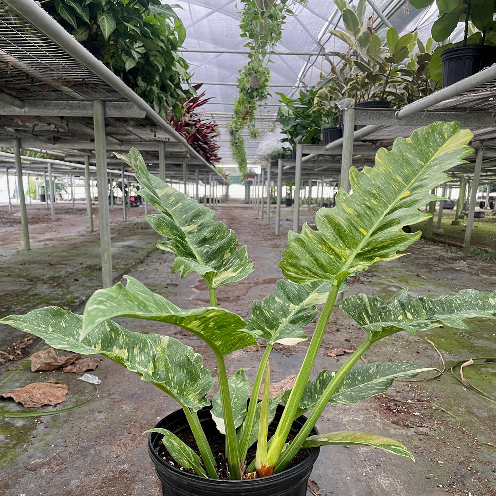 Philodendron Ring of Fire Variegated