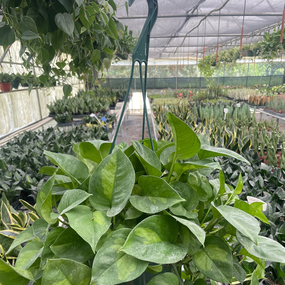 Pothos 'Global Green'