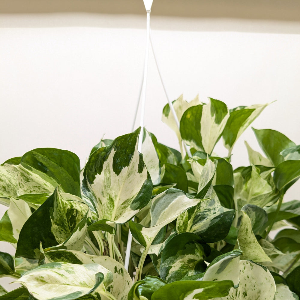 Pothos Manjula | Variegated Trailing Plant with Marble Leaves | House Plant Shop