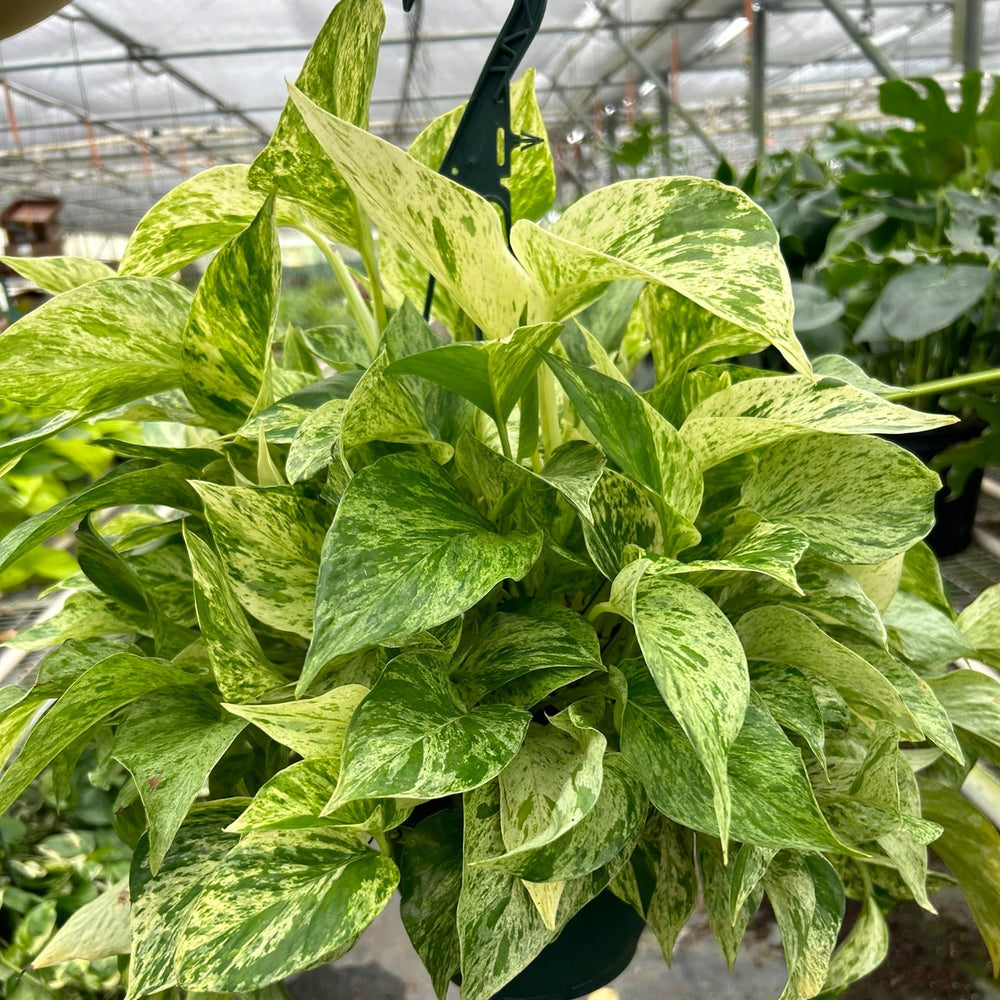 Pothos 'Marble Queen'
