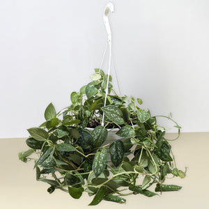 Pothos 'Satin'