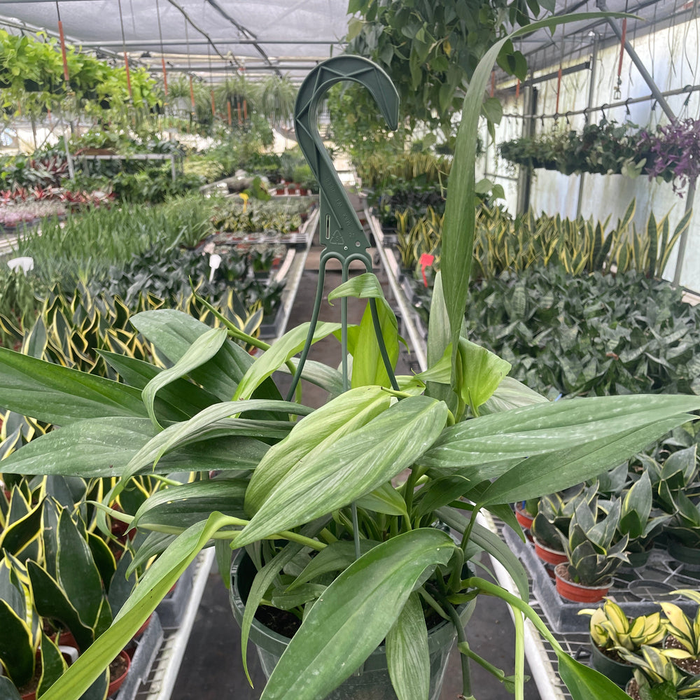 Pothos 'Silver Streak'