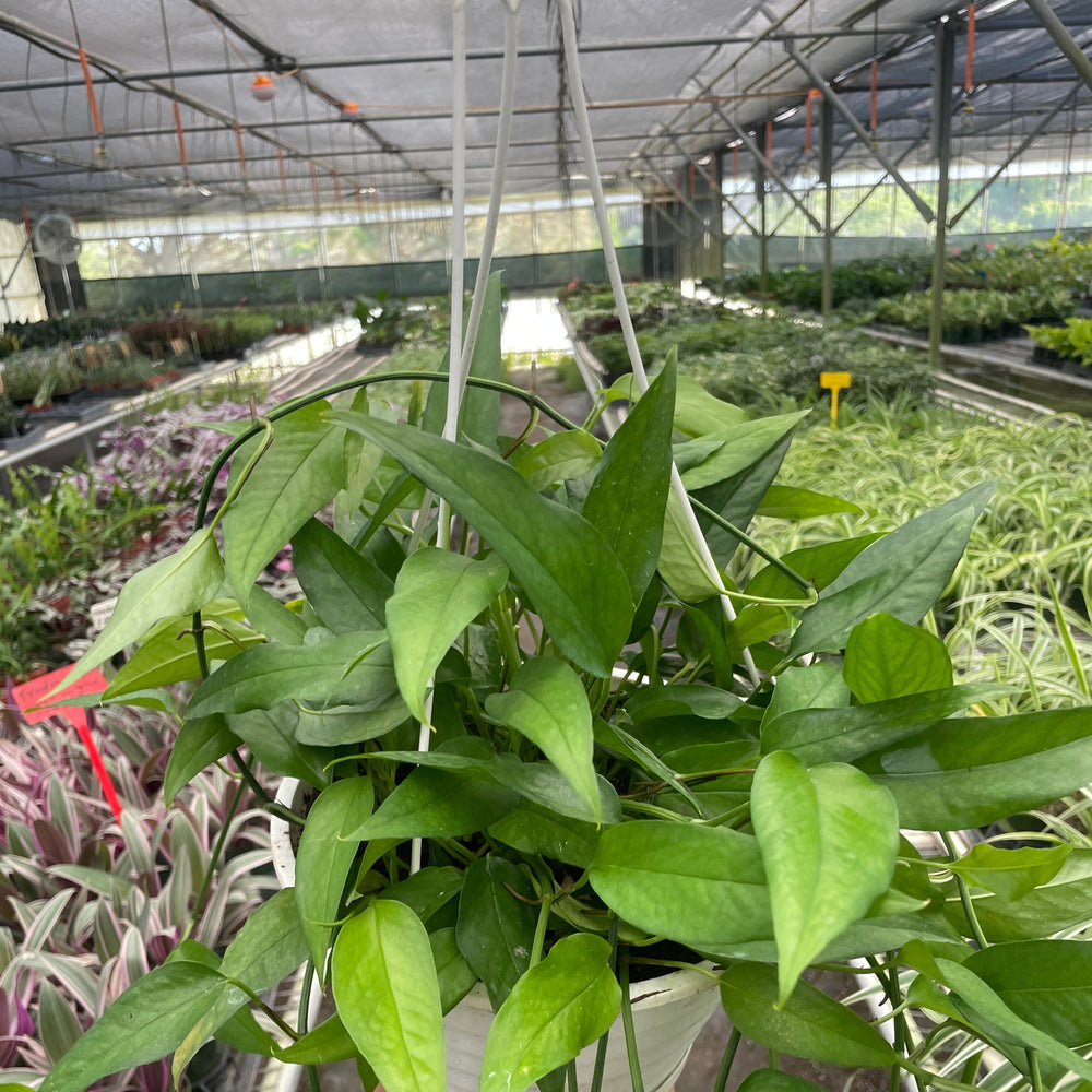 Pothos Skeleton Key