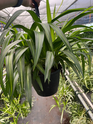 Spider Plant Hawaiian