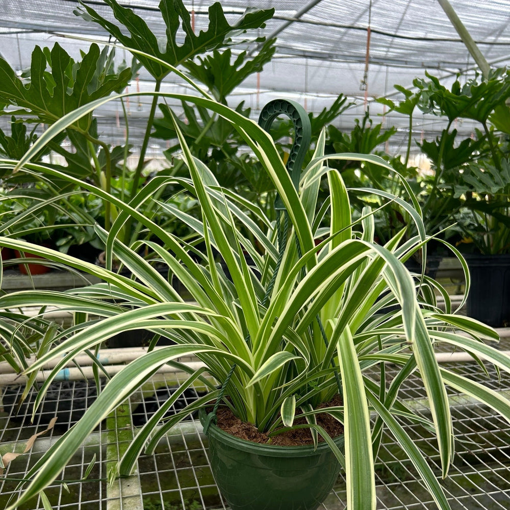 Spider Plant Reverse