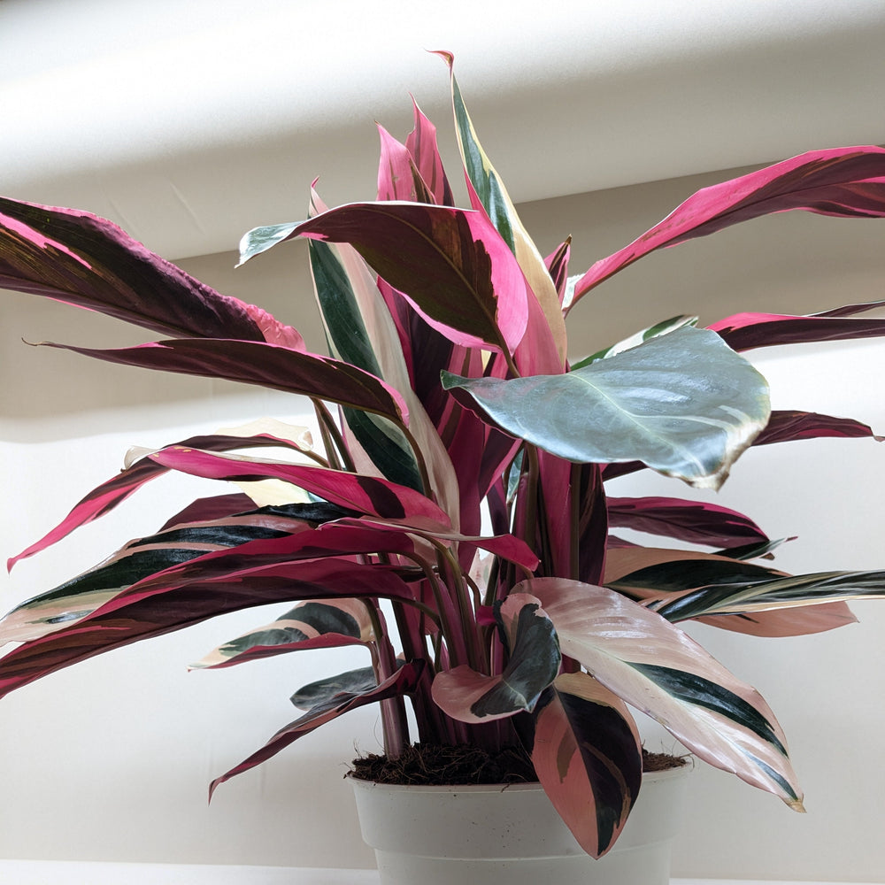 Stromanthe Triostar