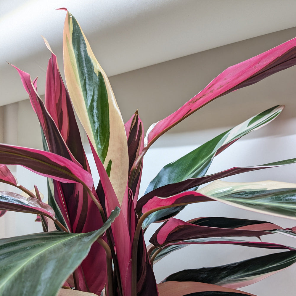 Stromanthe Triostar