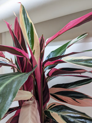 Stromanthe Triostar