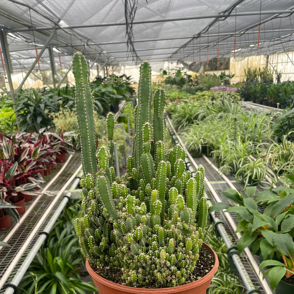 Fairy Castle Cactus