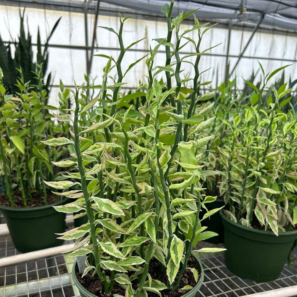 Variegated Devil's Backbone Euphorbia