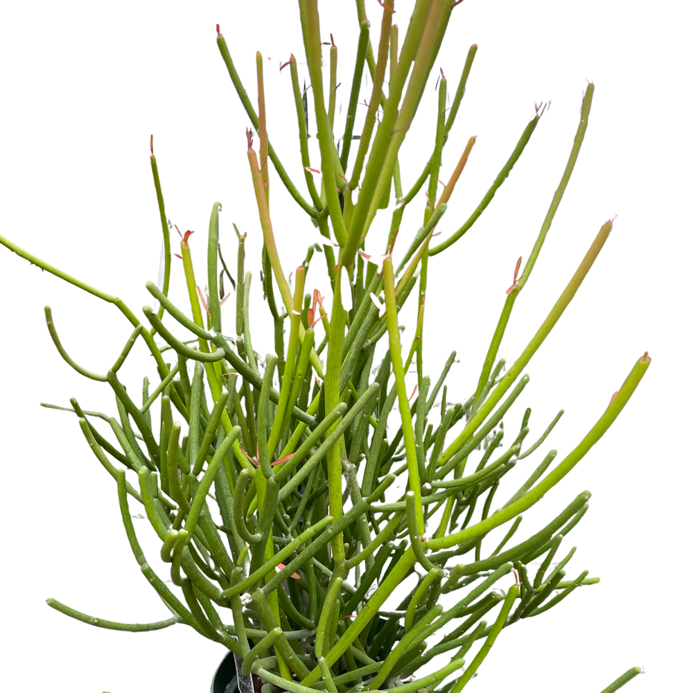 Euphorbia 'Pencil Cactus'