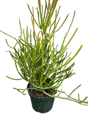 Euphorbia 'Pencil Cactus'