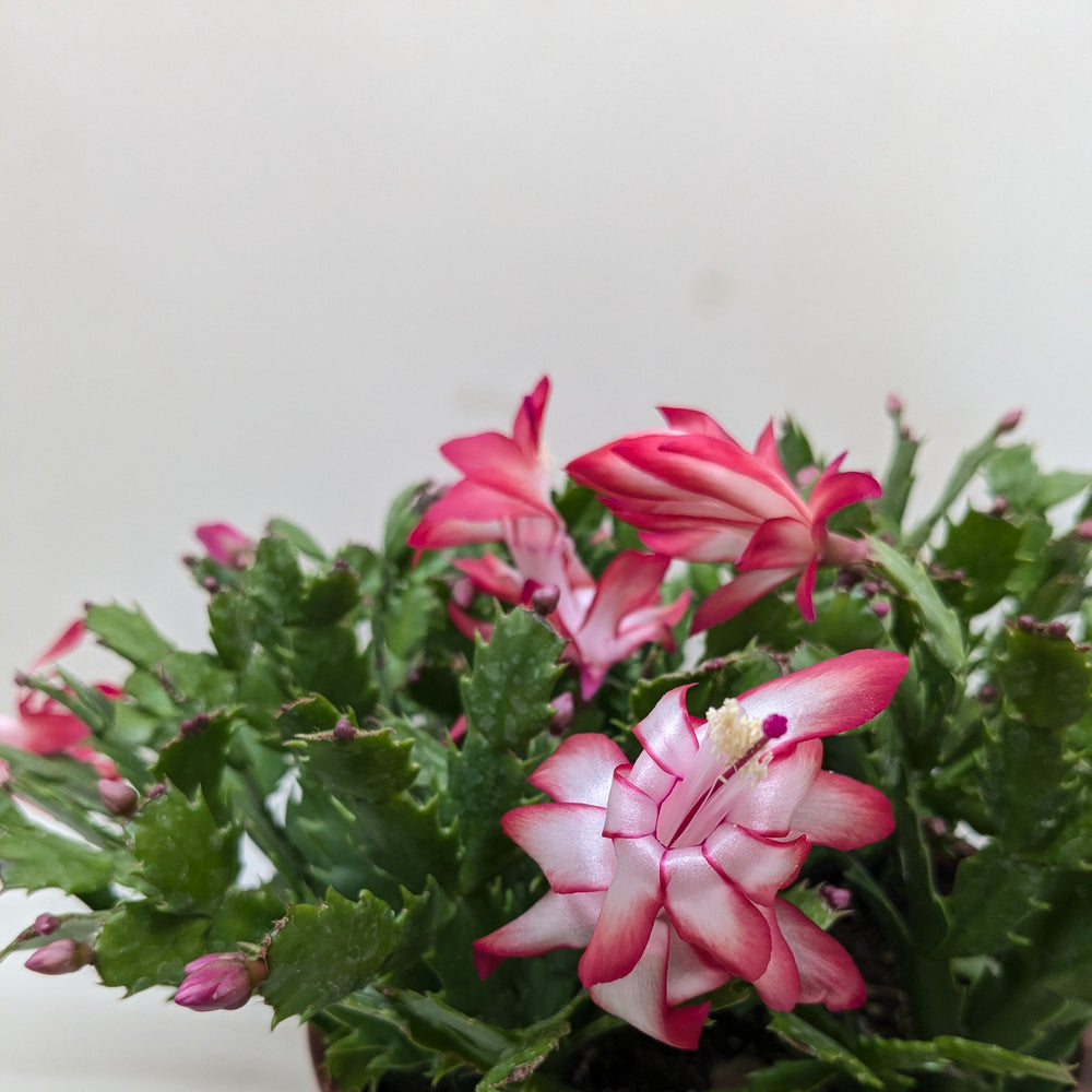Christmas Cactus | Easy Care Holiday Plant | House Plant Shop